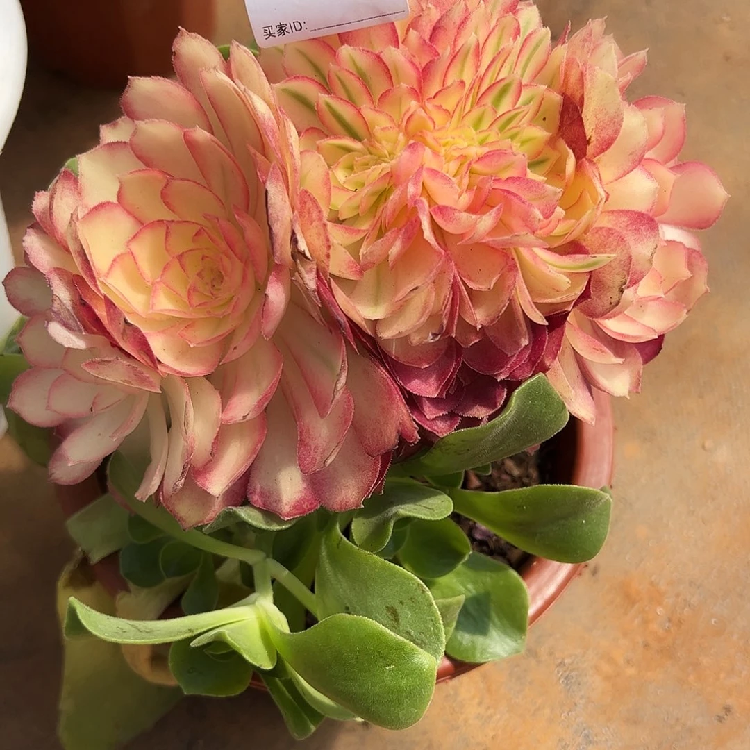 全部花朵唯**节精品多肉植物734