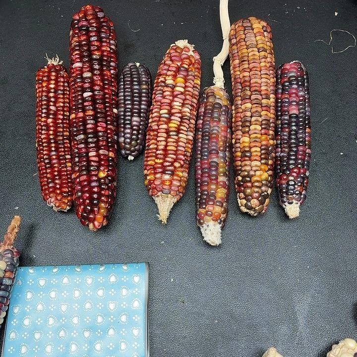 彤***^柏香籽/百香籽吊坠