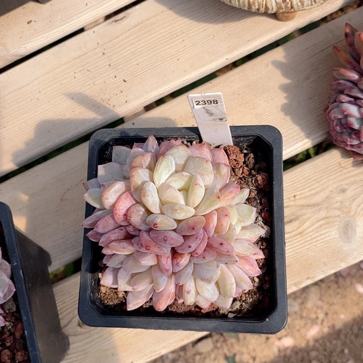 L**U2398duo rou yi wu yi p