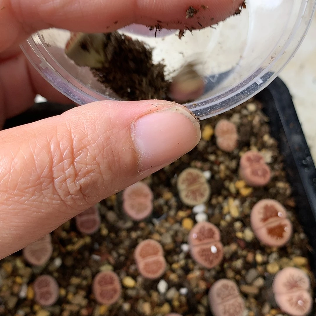 可*K202多肉植物保护