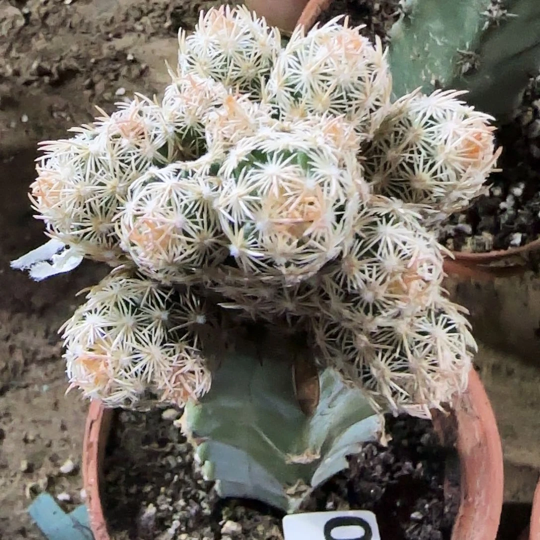 紫王子群头070仙人球开花