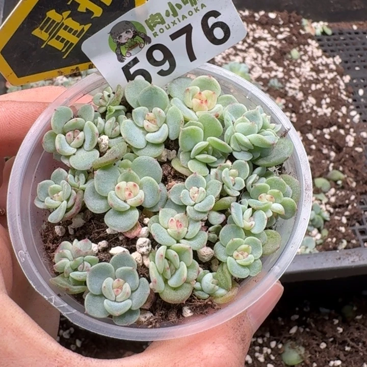 多肉植物多肉植物