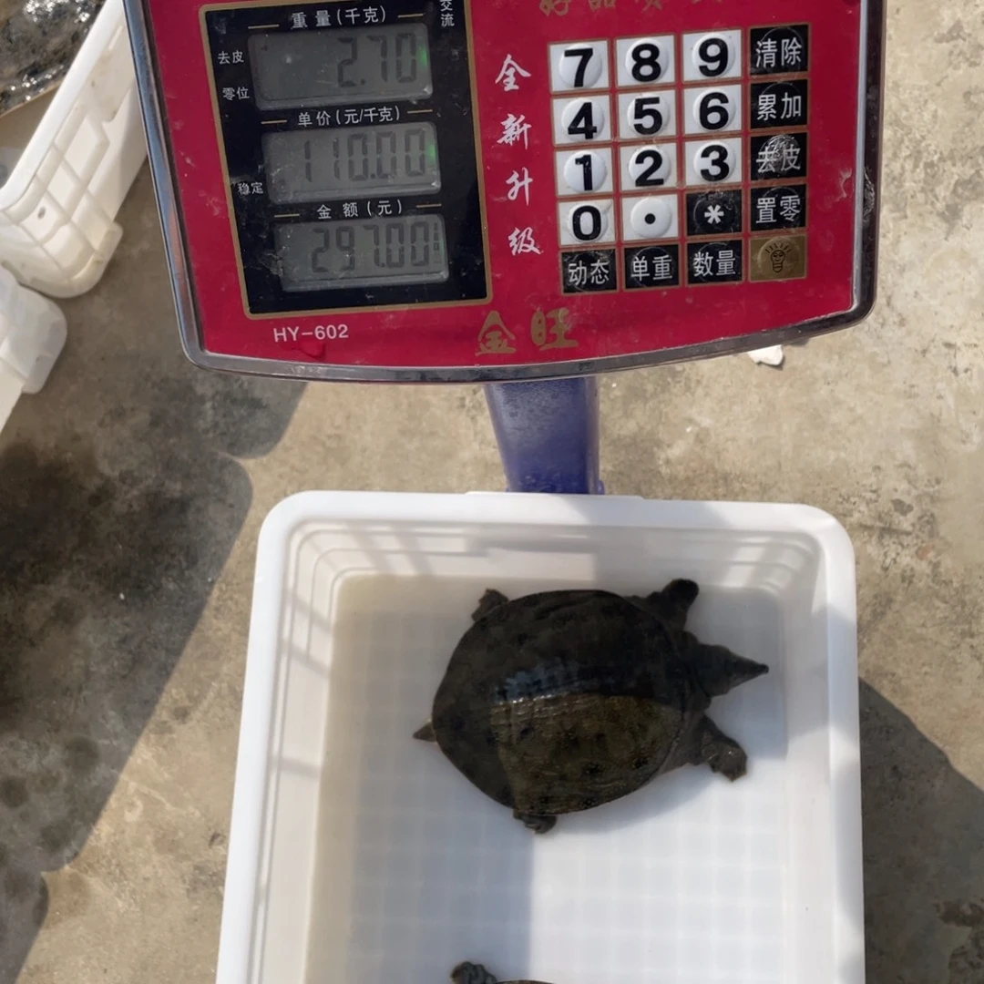 中国大陆鲜活甲鱼顺丰包邮