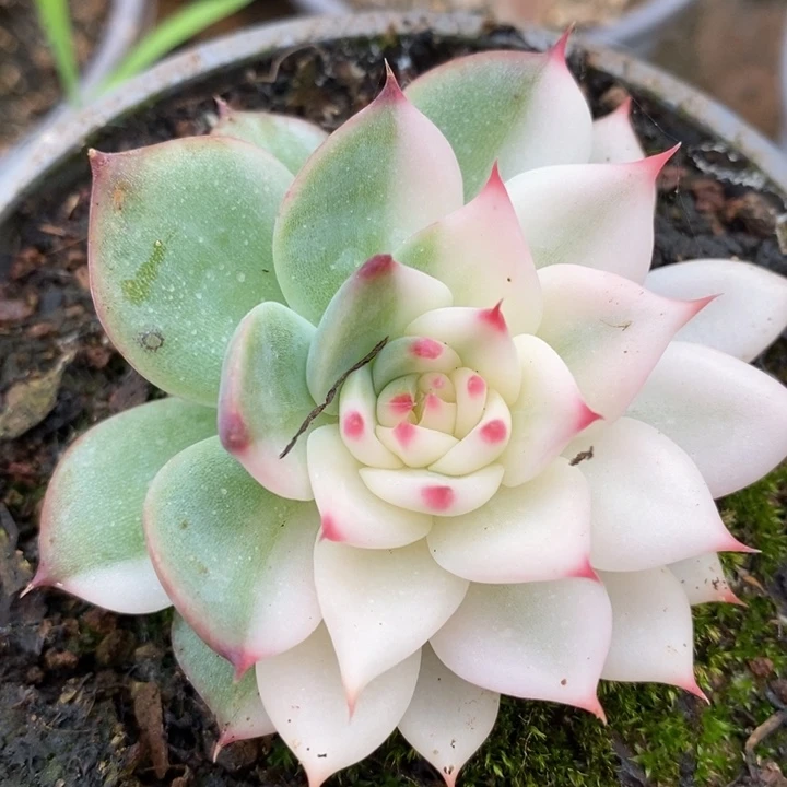 吉娃娃阴阳锦锦锦锦锦