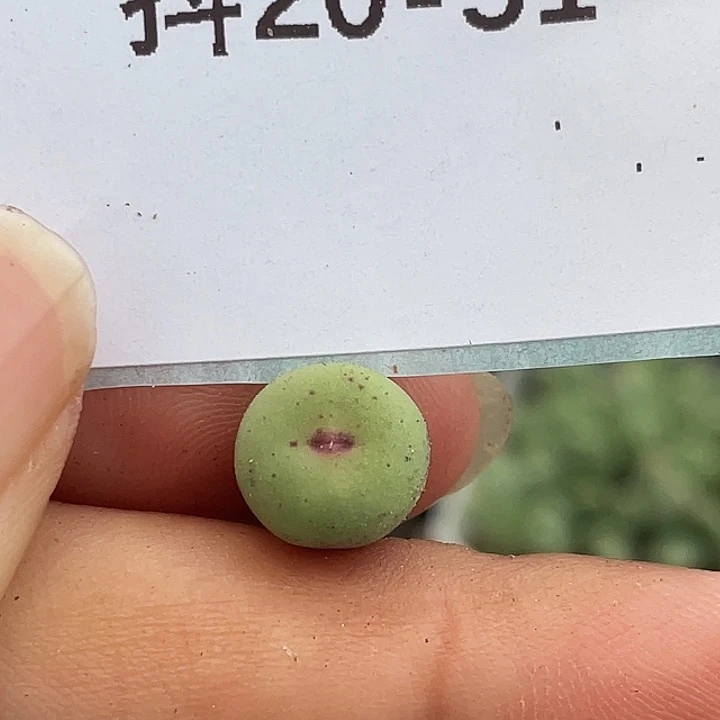 20-51嘴多肉植物肉锥