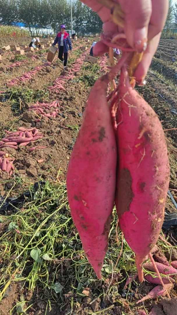 正宗烟薯25蜜薯烤着流油超甜新鲜沙地红薯25号当季现摘包邮番薯