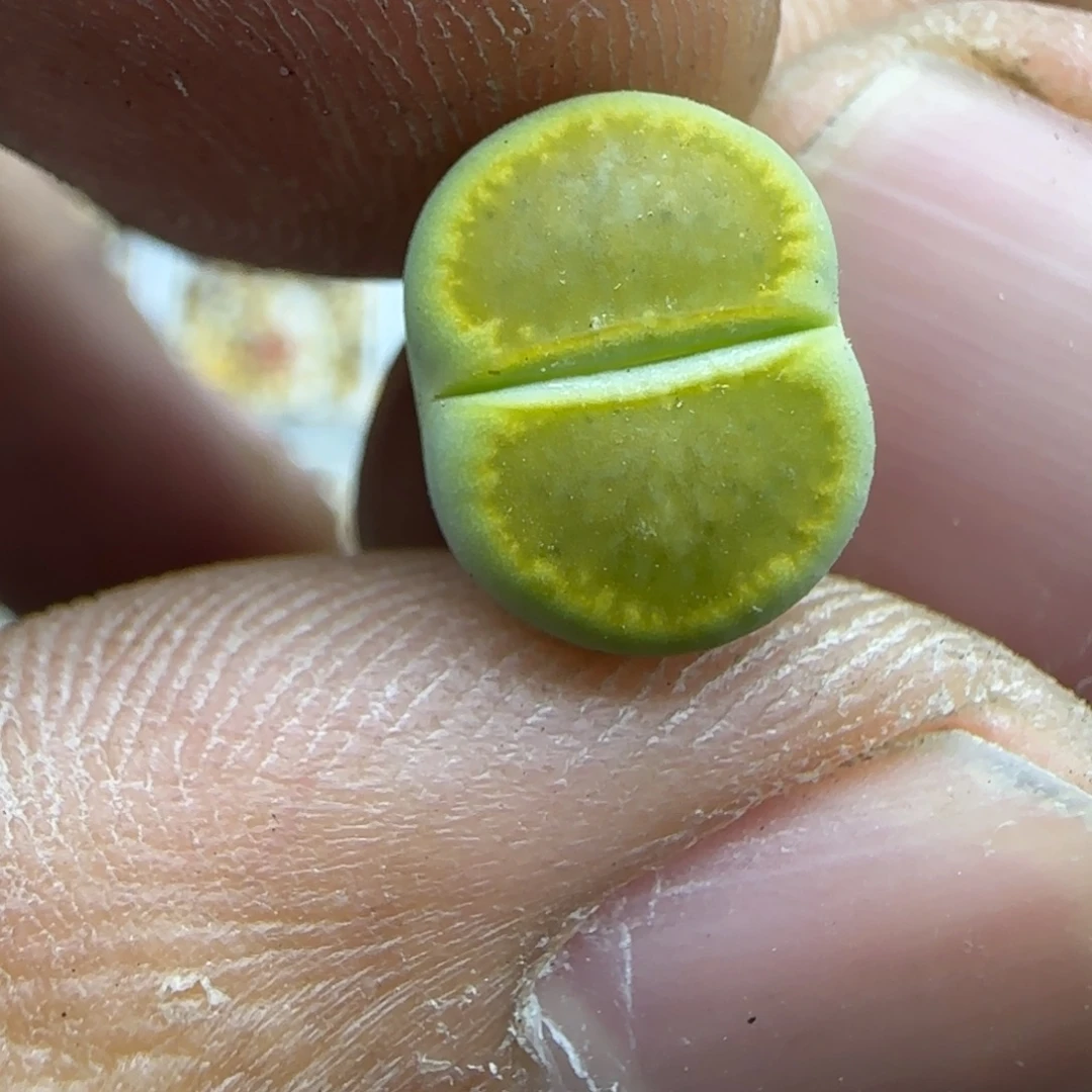 086 生石花大棚直播