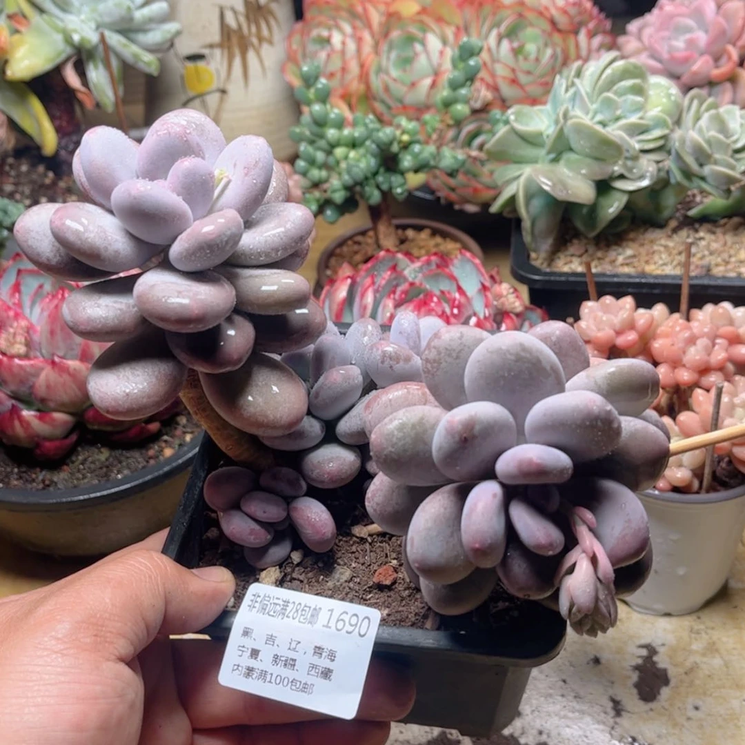 【闪购商品】1690秋美人多肉