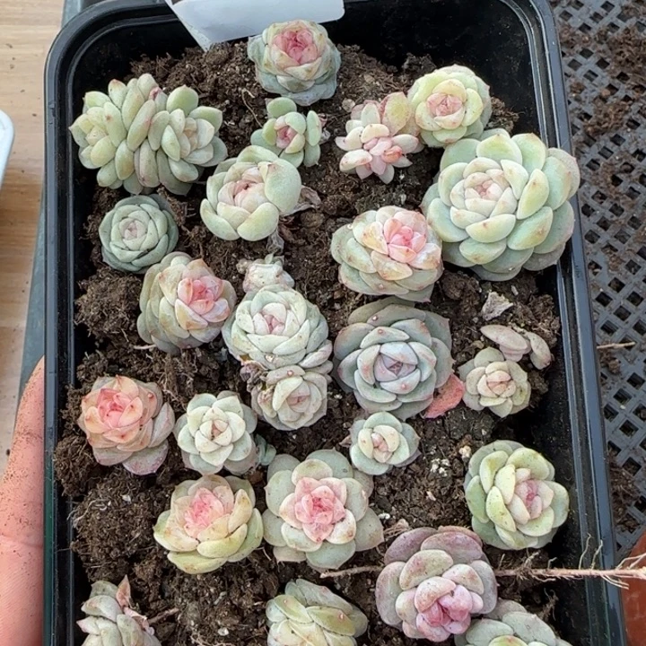 215 号王者系列多肉一盒