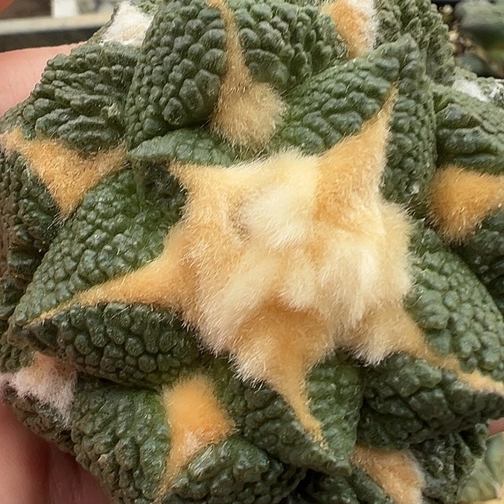 彳**虽连山落地无根金毛