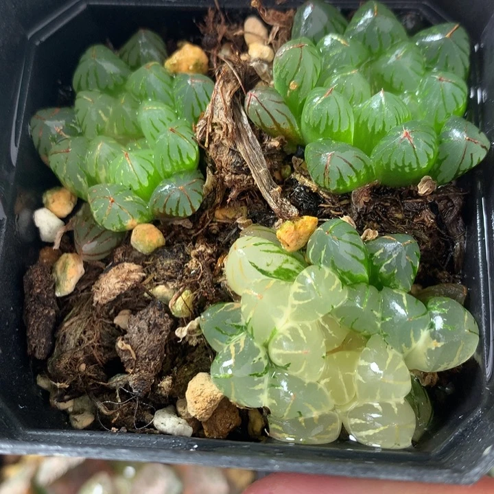 水晶灯一物一拍带盆