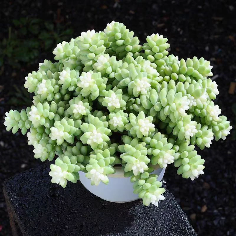 超大盆雪花奶油玉坠多肉植物耐寒耐热 阳台 庭院盆栽新手好养活