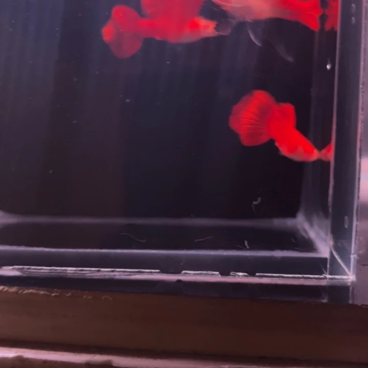 孔雀鱼血红压成两对