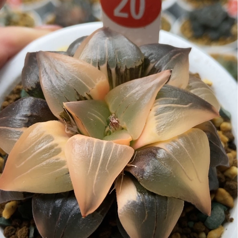 【闪购商品】心**梦红纹锦20