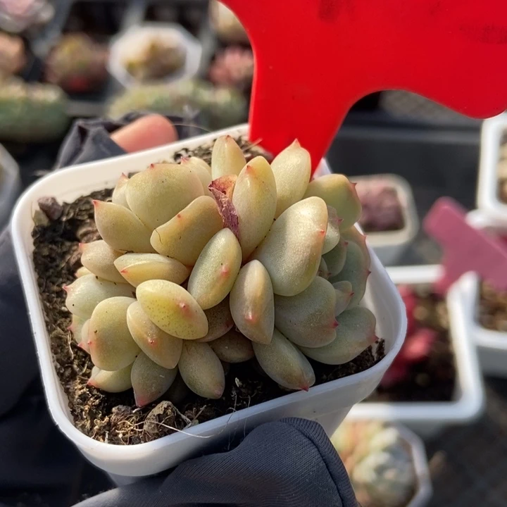 672红恋多肉植物保护