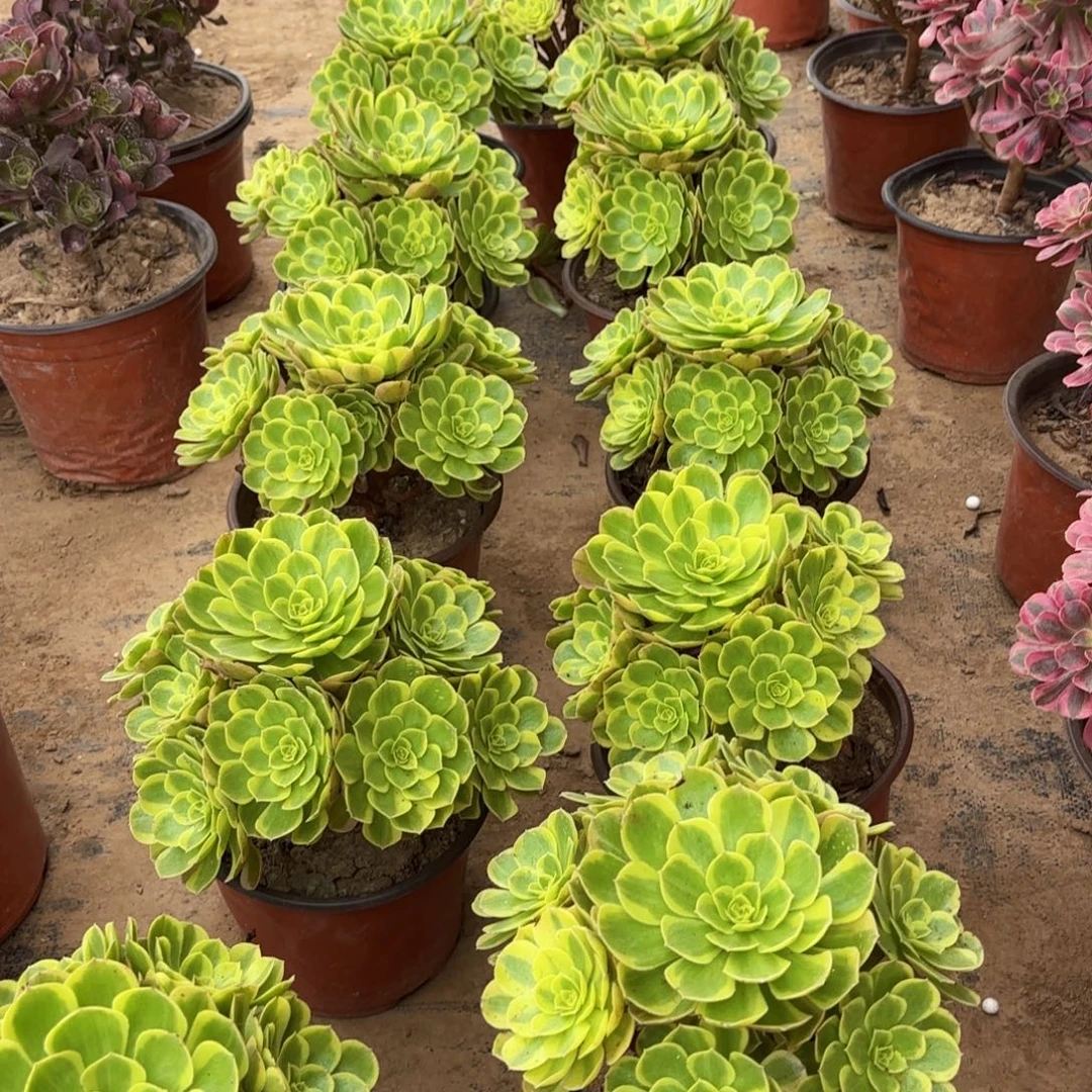 奶白法师9.9多肉植物