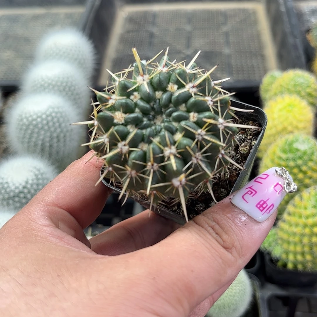 狮子王单头发货单头