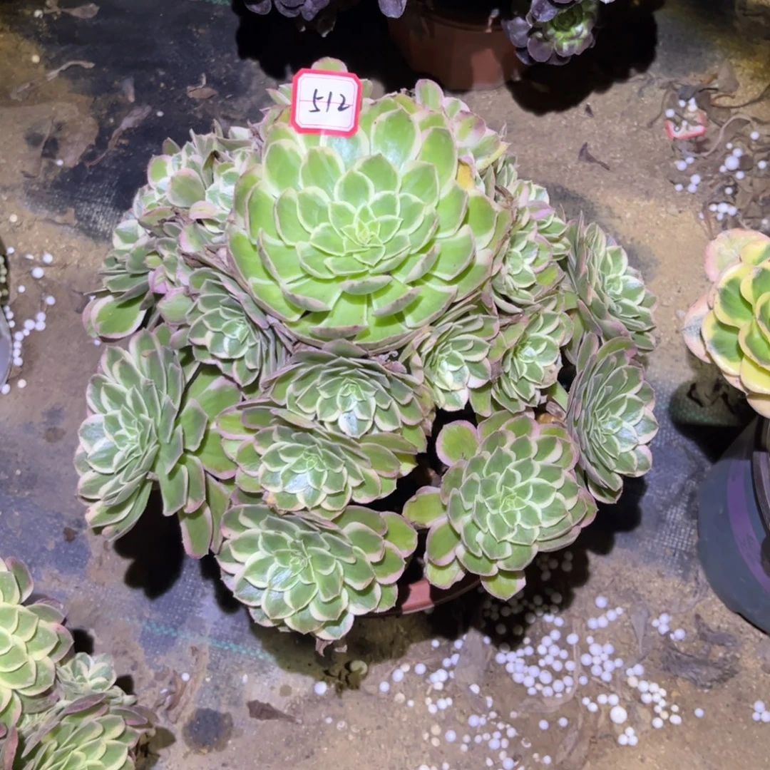 512多肉植物孔雀翎