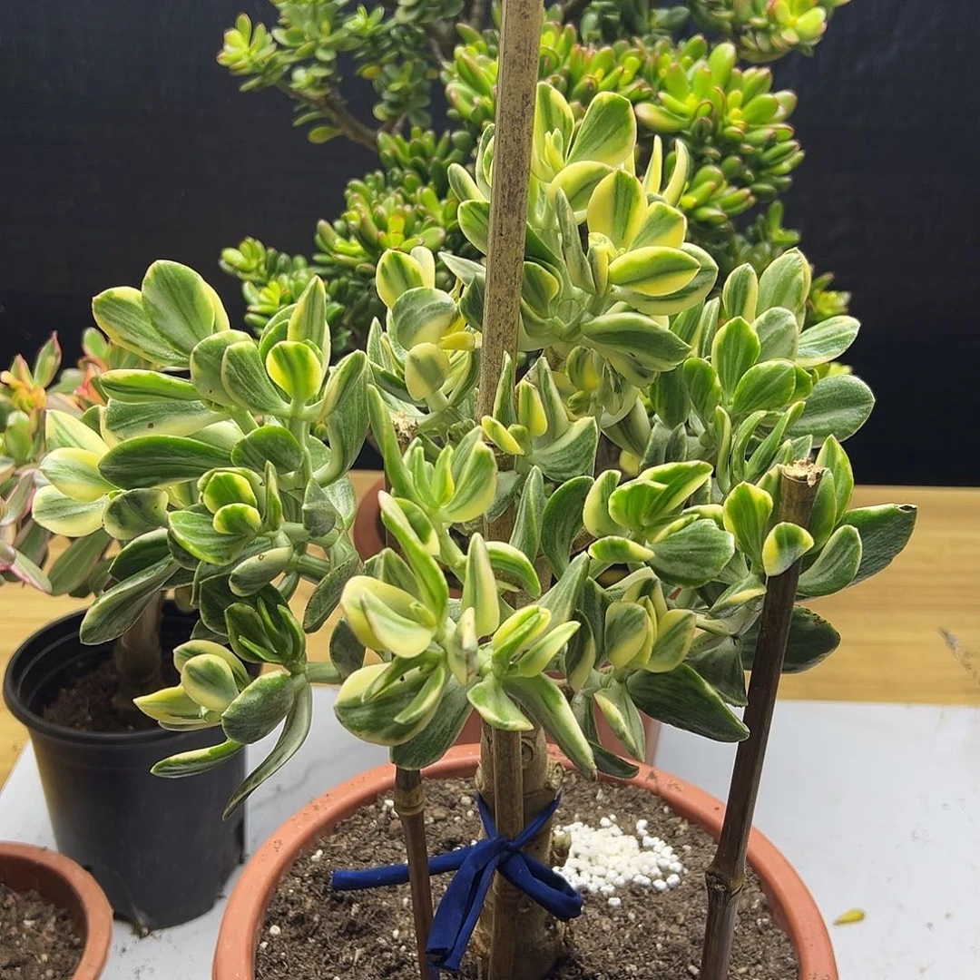 劉***二稀有老三色带土球发货6895