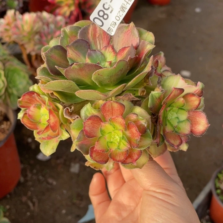 580龙鳞多肉无根多肉123445788