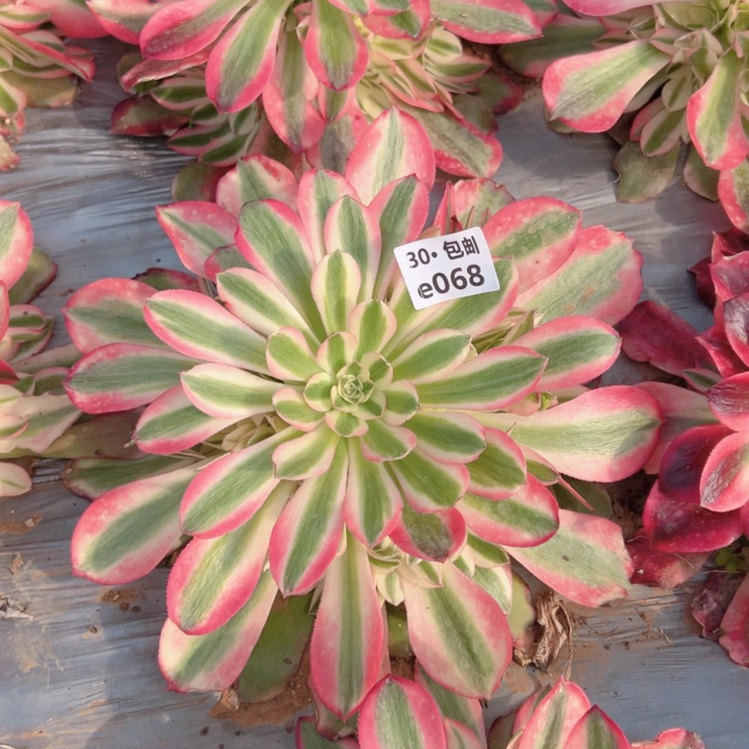 自**翔068 香妃多肉法师