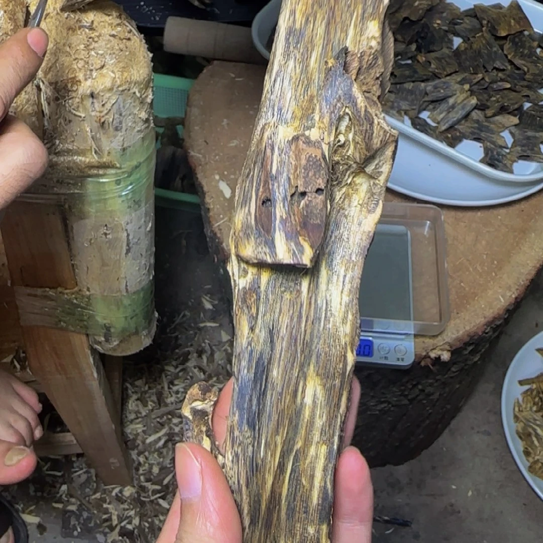 波***比沉香张勺子虫漏发一份