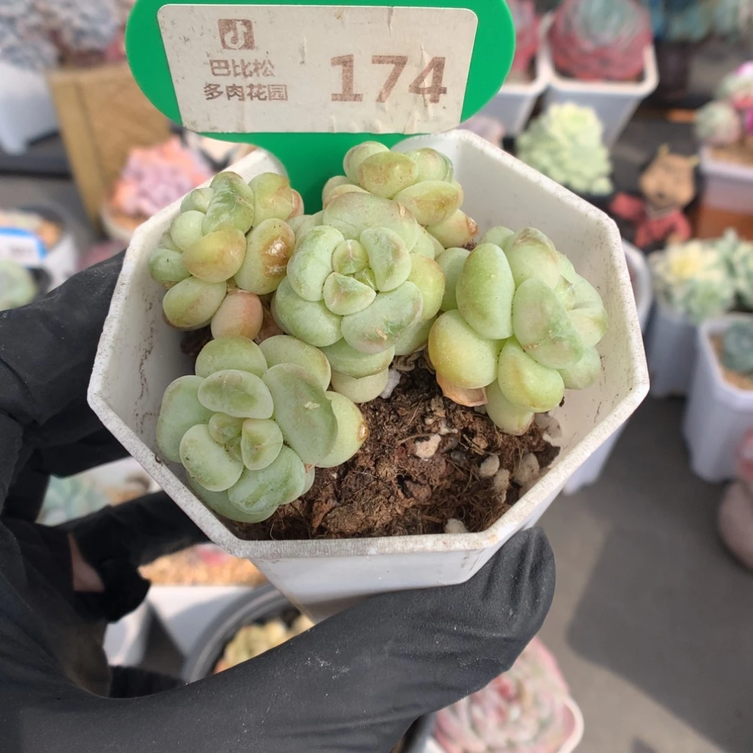 L****174 阳光玫瑰多肉