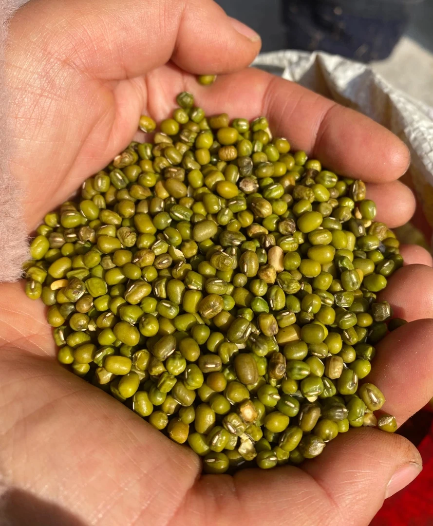 云南农家花生新鲜绿豆适合熬粥煲汤解暑营养丰富恰逢雁南归