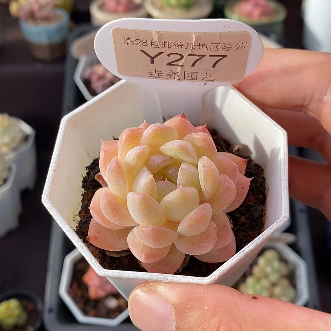 0277？4.5cm 白桃汽水