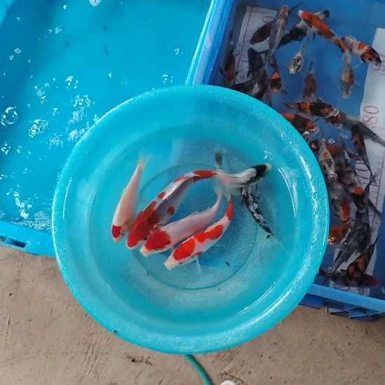 海水鱼顺丰包邮开箱包活2，备损1条