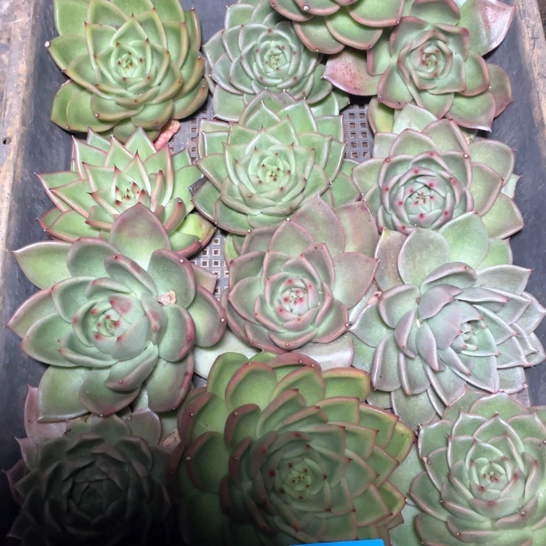 一筐特价福利不售后2695