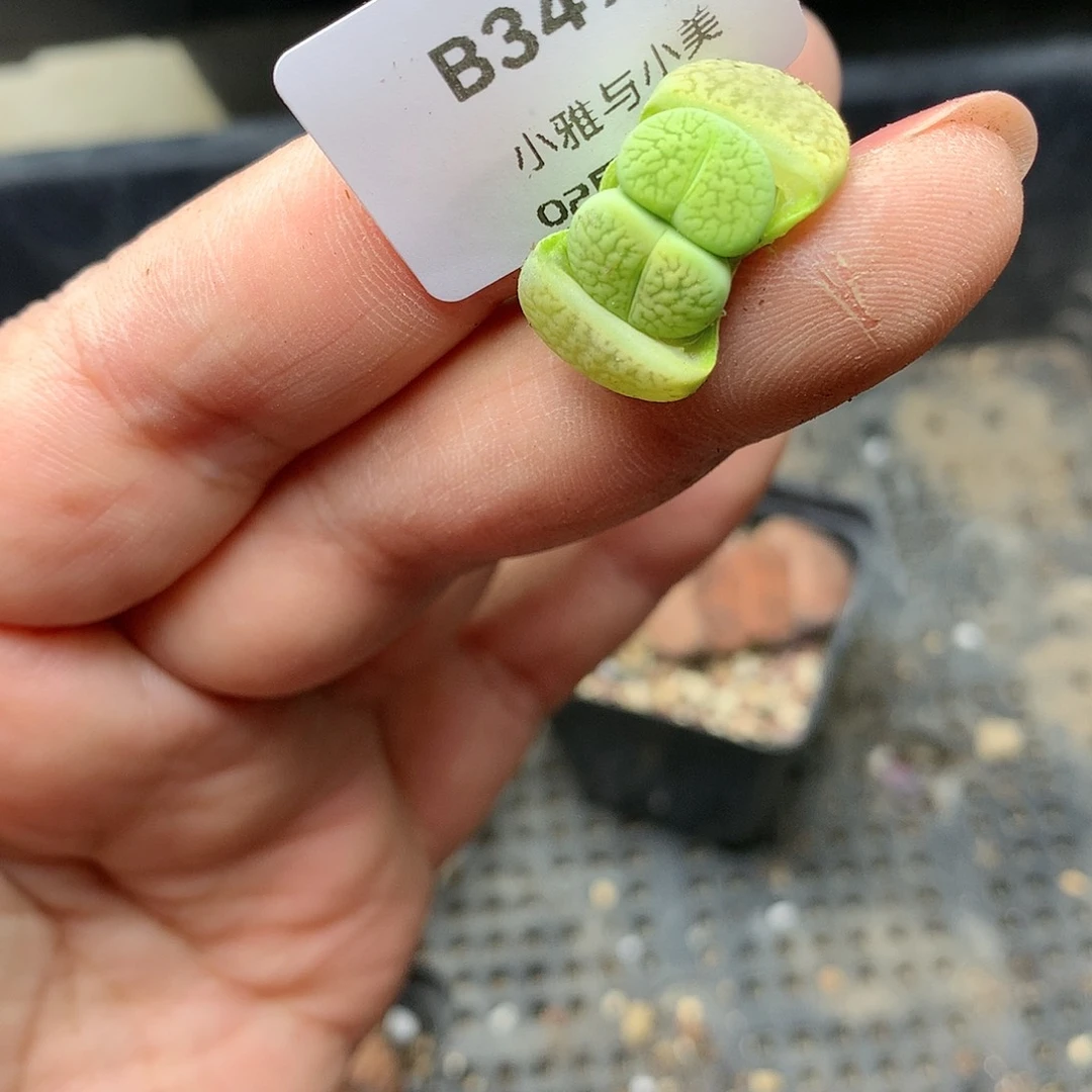 B349多肉植物保护研究所