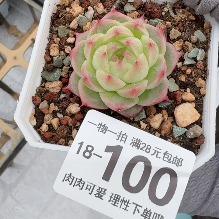 优选珍妮无盆土发货多肉多