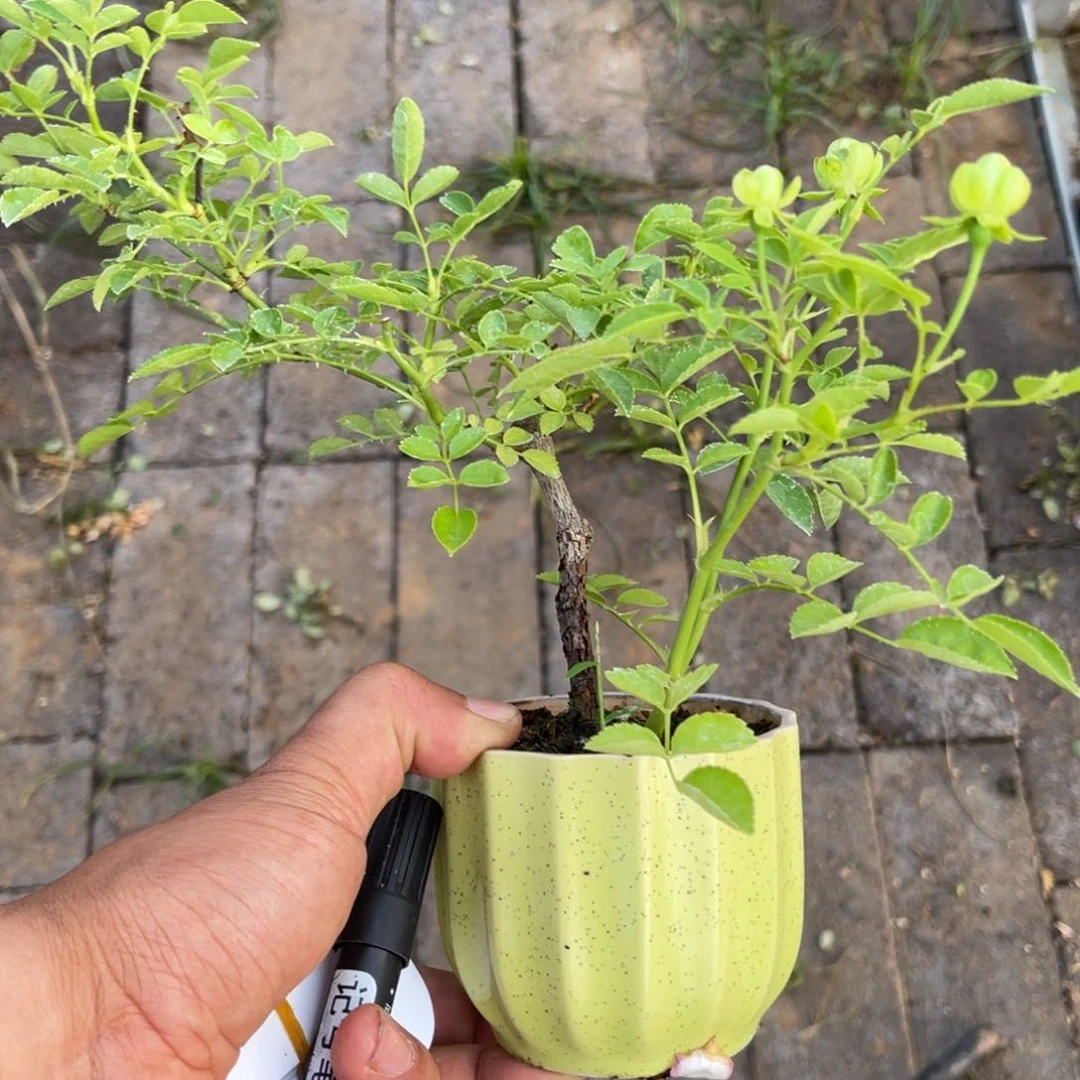 少量花朵（建议范围：2朵-5朵 或40%以下）星**辰