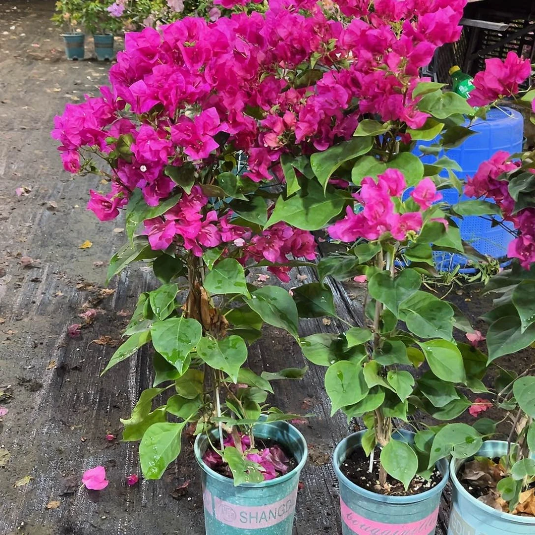 大部分花苞少量开放黑玫瑰带竹一颗