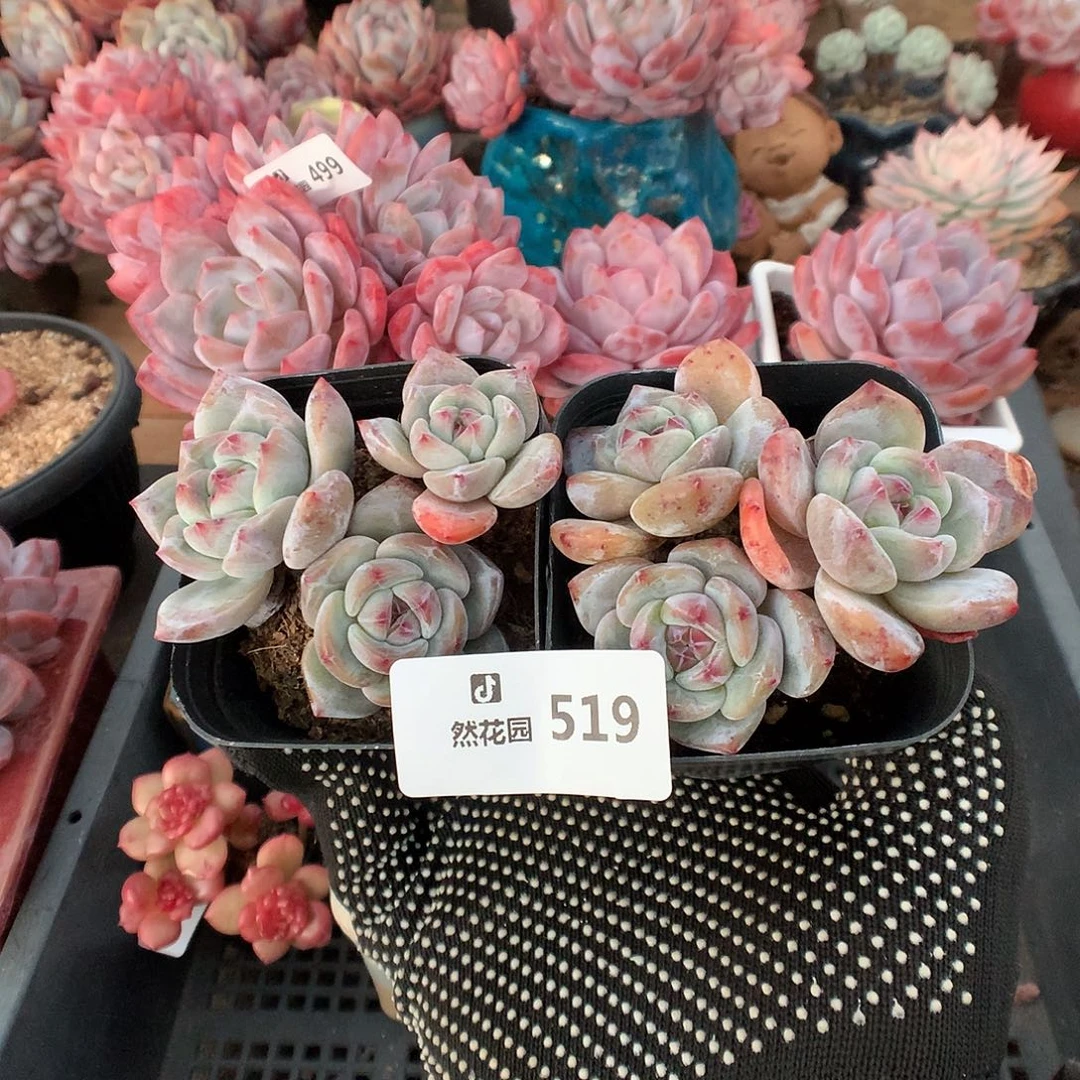 519星影2颗多肉植物6666