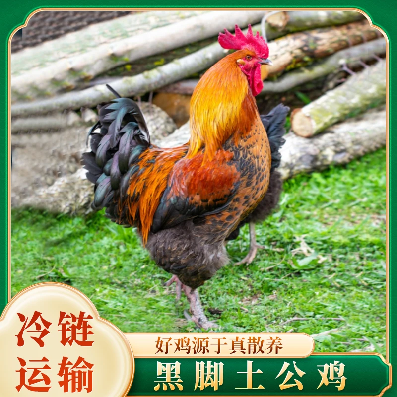 【土鸡哥*】放养黑脚土公鸡 带内脏 3只净重9.5-10斤 A