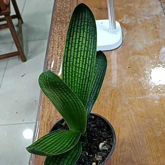 完全开放花，花，花，花