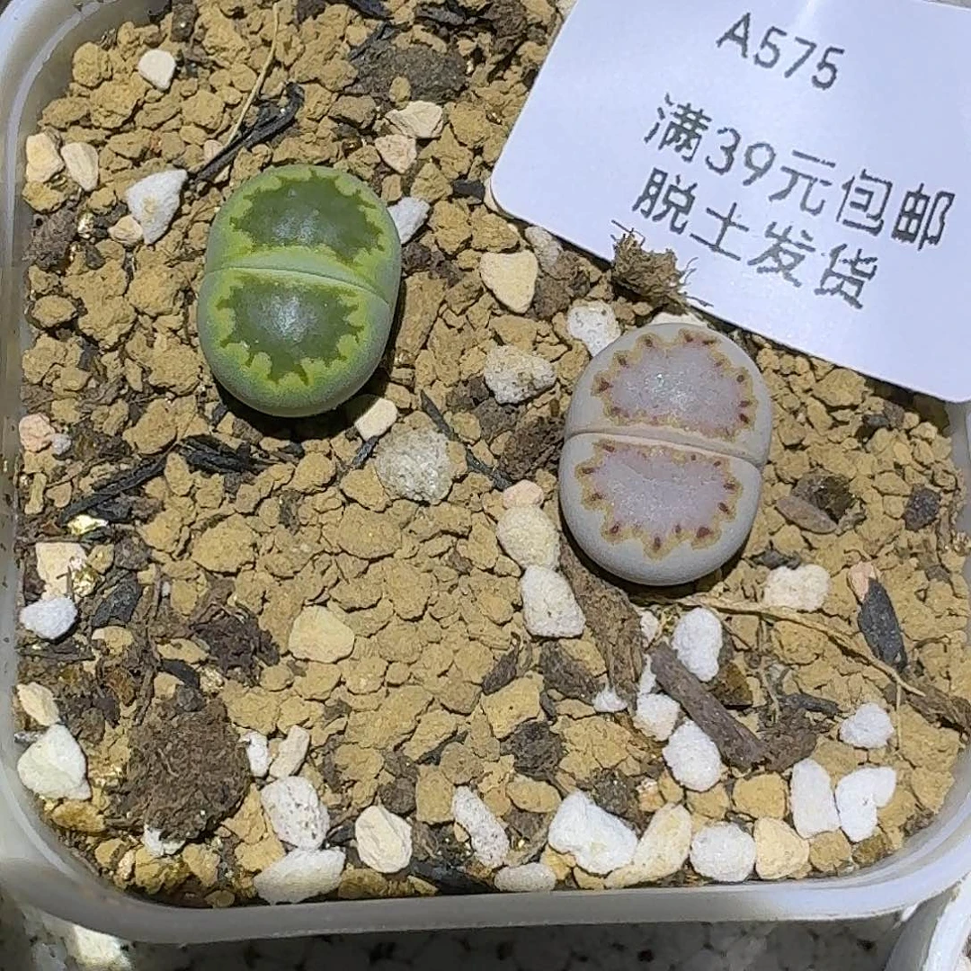 燕***爷575多肉哈哈哈哈哈哈哈