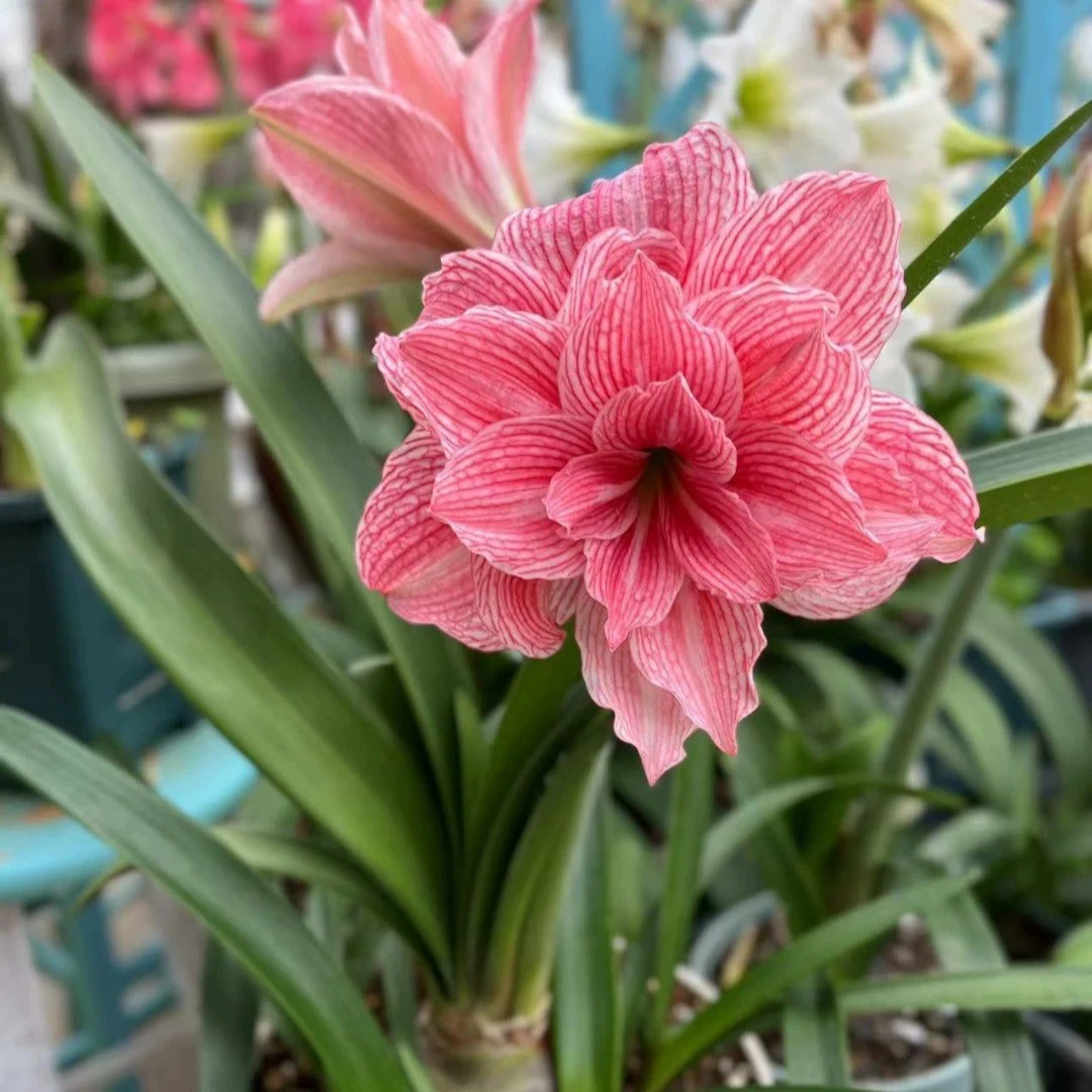 朱顶红-台朱孤宝仙子开花球，包对版，不包后期养护