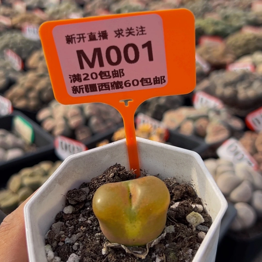 001 话术：         欢迎新进直播间的 各位朋友，  我们这边是专门