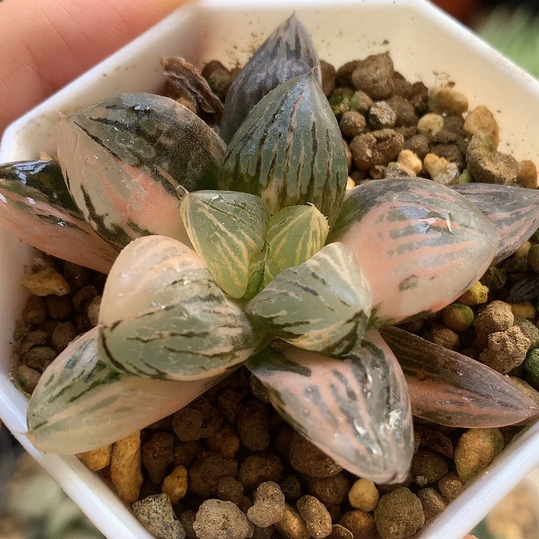 玉潭寿锦大古都土tlloo