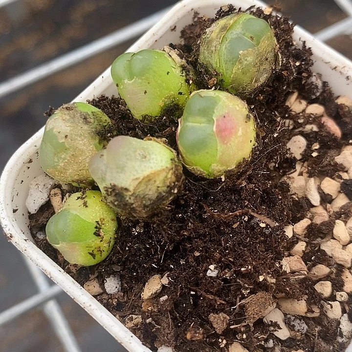 1642拉登一组6颗。