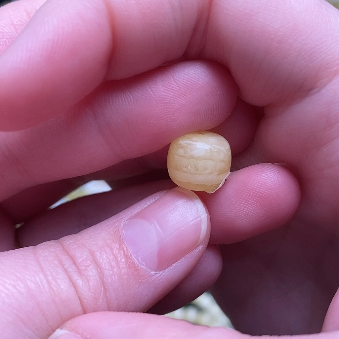 蜜蜡未镶嵌珠宝奇石11.1✖️9.5