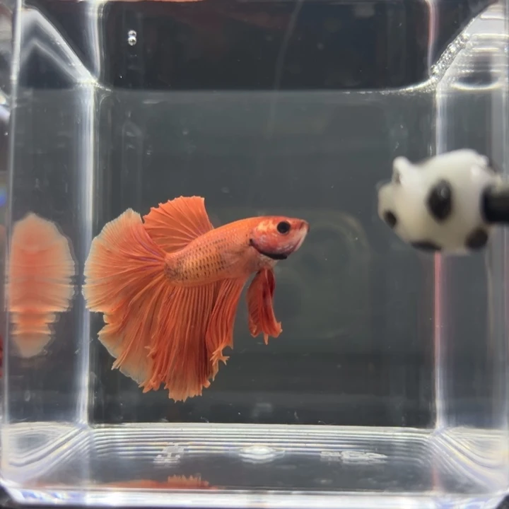 斗鱼浅色大红袍编号186