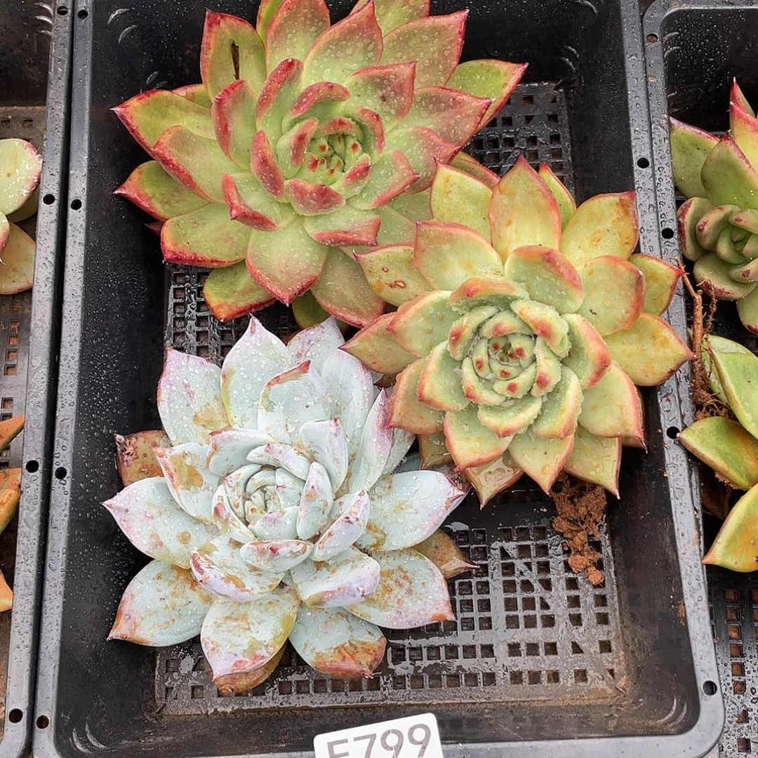 若如东云筐拍E799