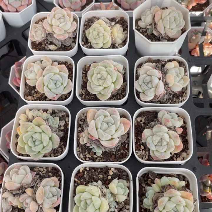 不包整散 盆子不售后1473