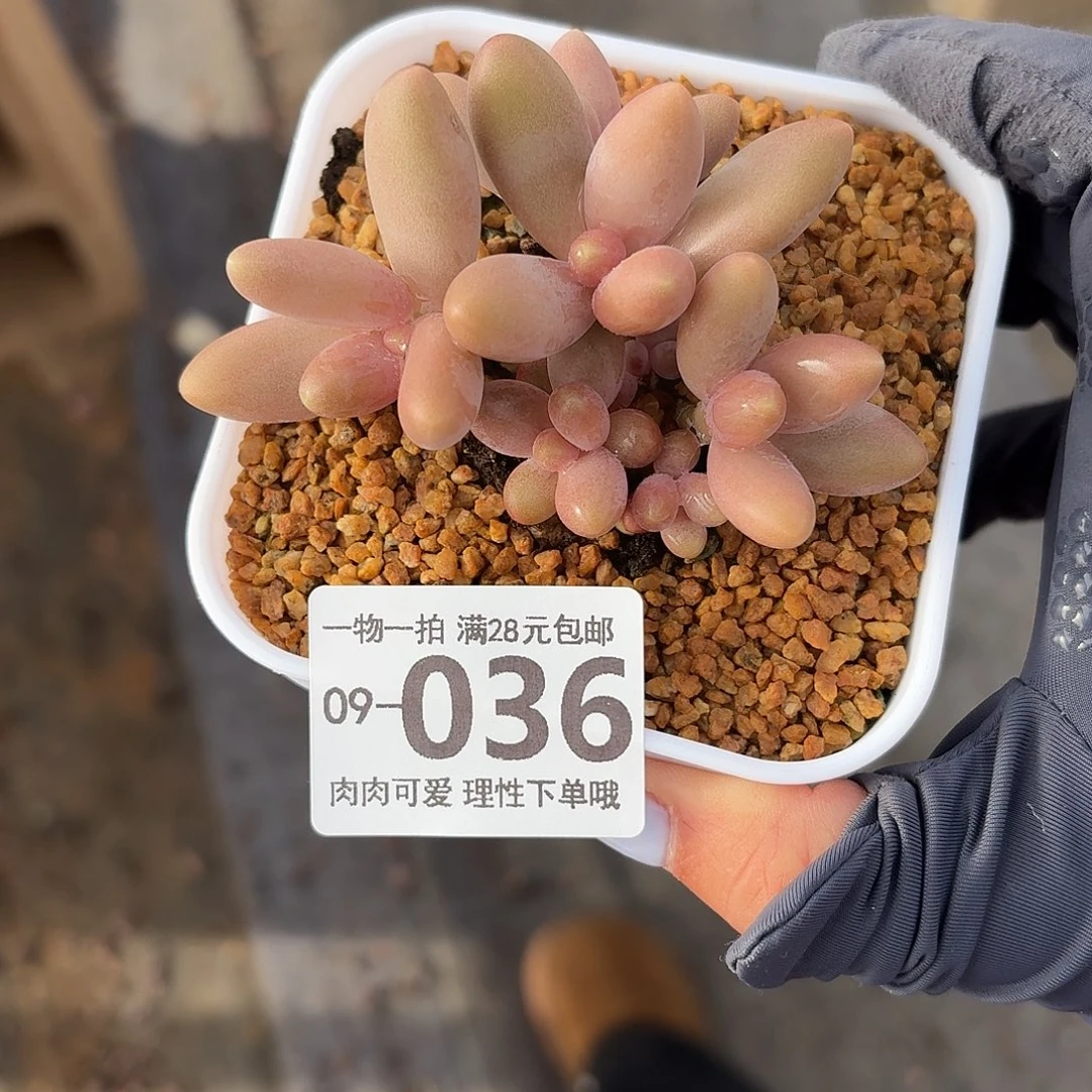 糖果美人无盆无发货