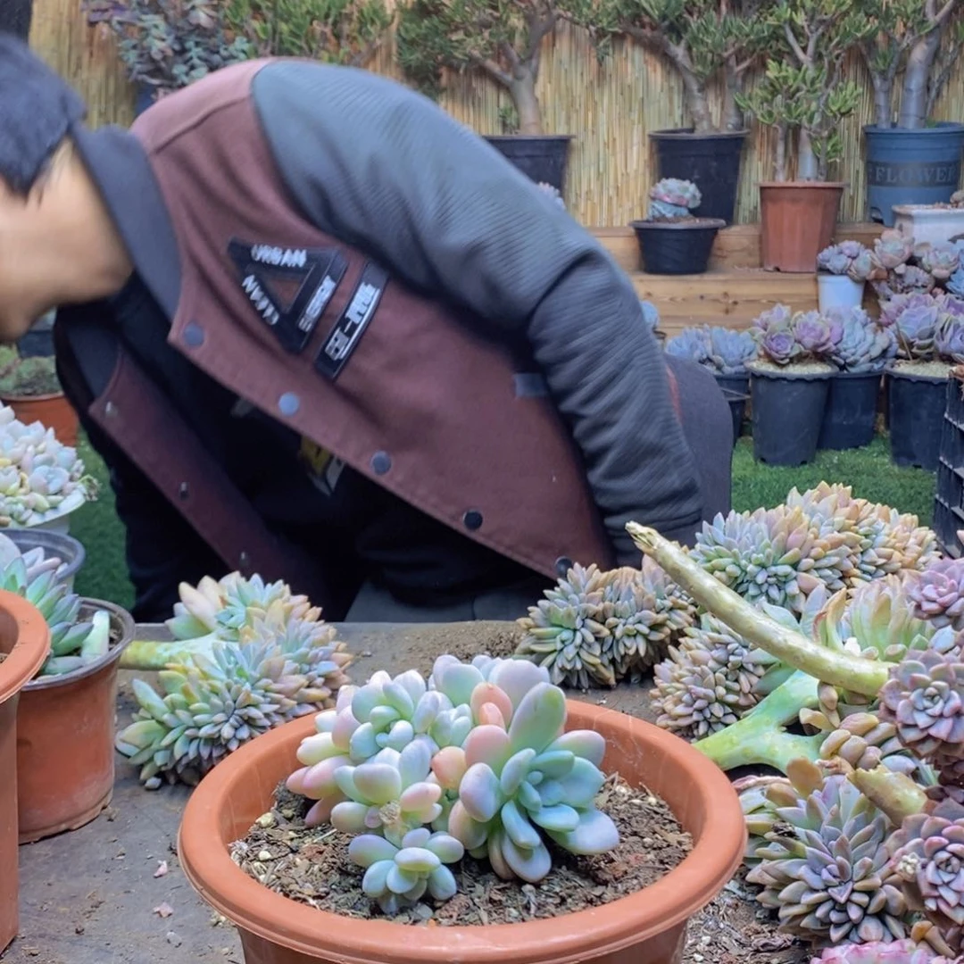 嘟*A122号洛神锦多肉