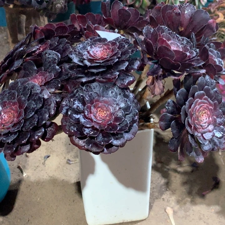 阿*桃656黑萝莉多肉植物